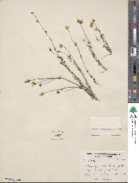 Lomatogonium carinthiacum image