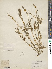 Lomatogonium caeruleum image