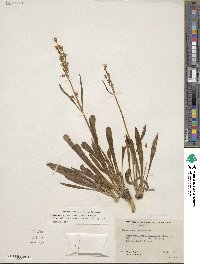 Frasera albicaulis image