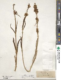 Frasera albicaulis var. nitida image