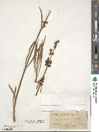 Frasera albicaulis var. nitida image