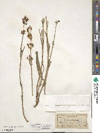 Frasera albicaulis var. nitida image