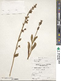 Swertia perennis image