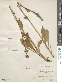 Swertia perennis image