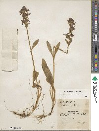 Swertia perennis image