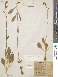 Swertia perennis image