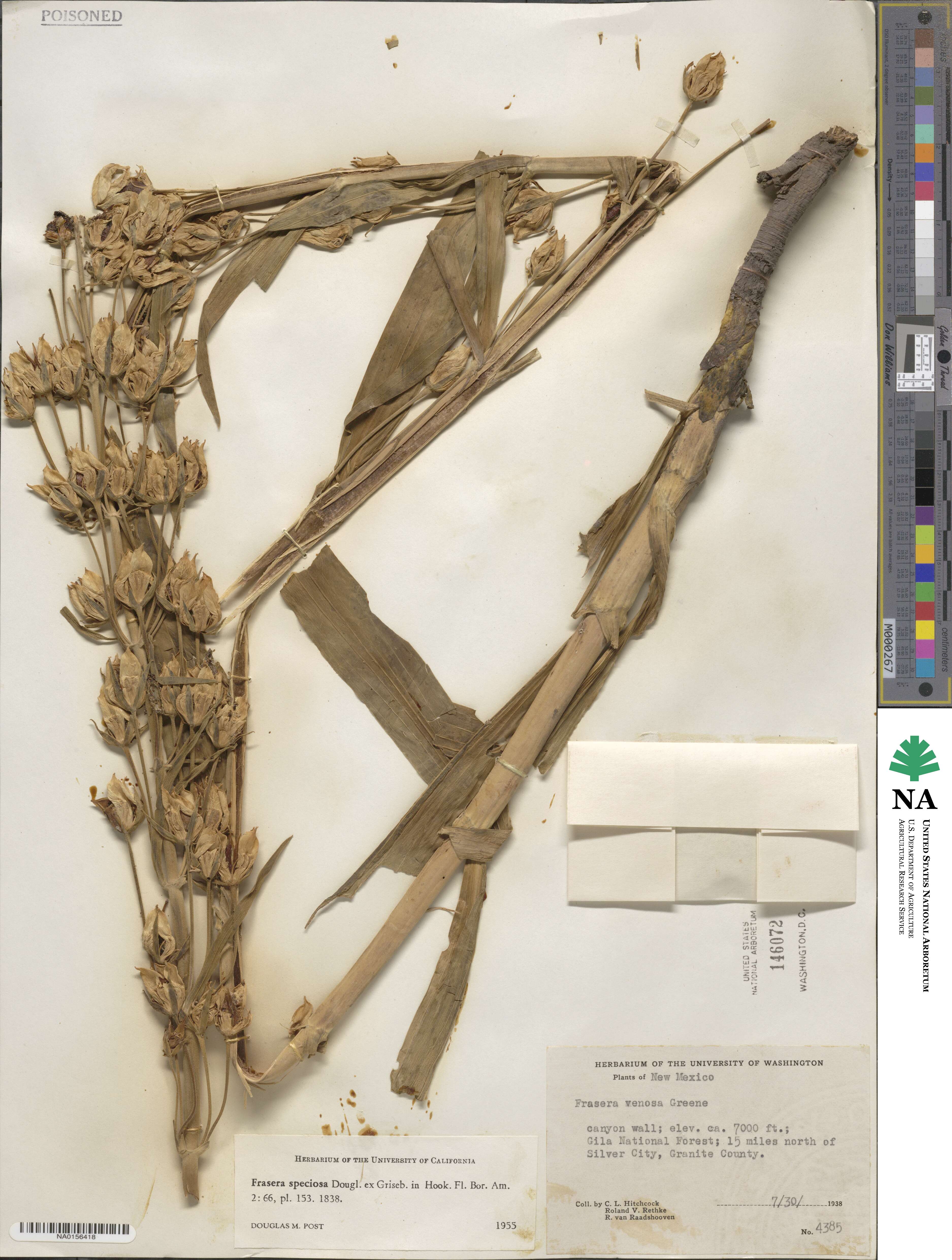 Swertia speciosa image