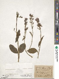 Swertia perennis image