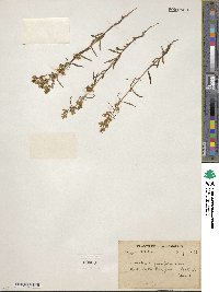 Swertia angustifolia image