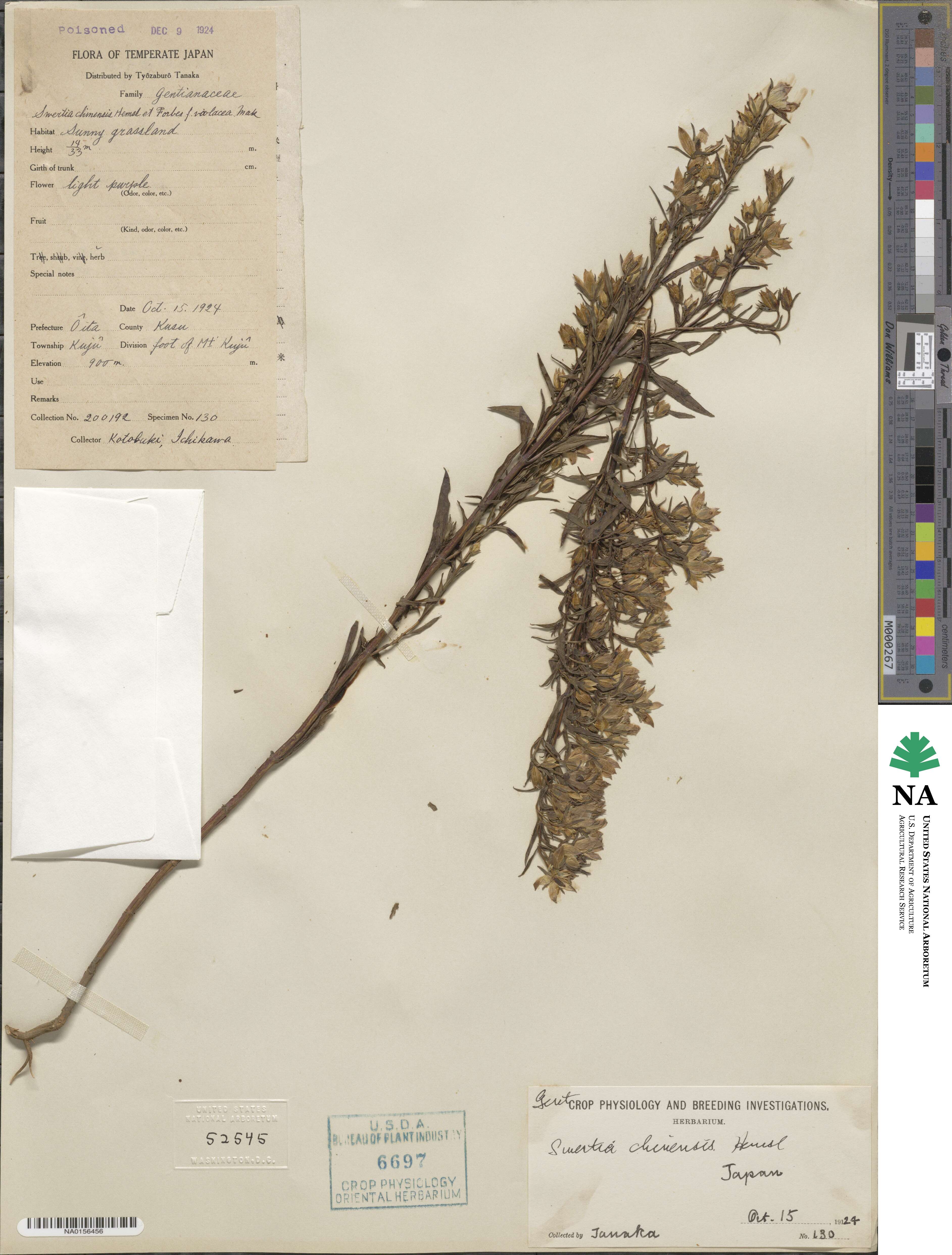 Swertia diluta image