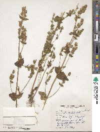 Image of Swertia cordata