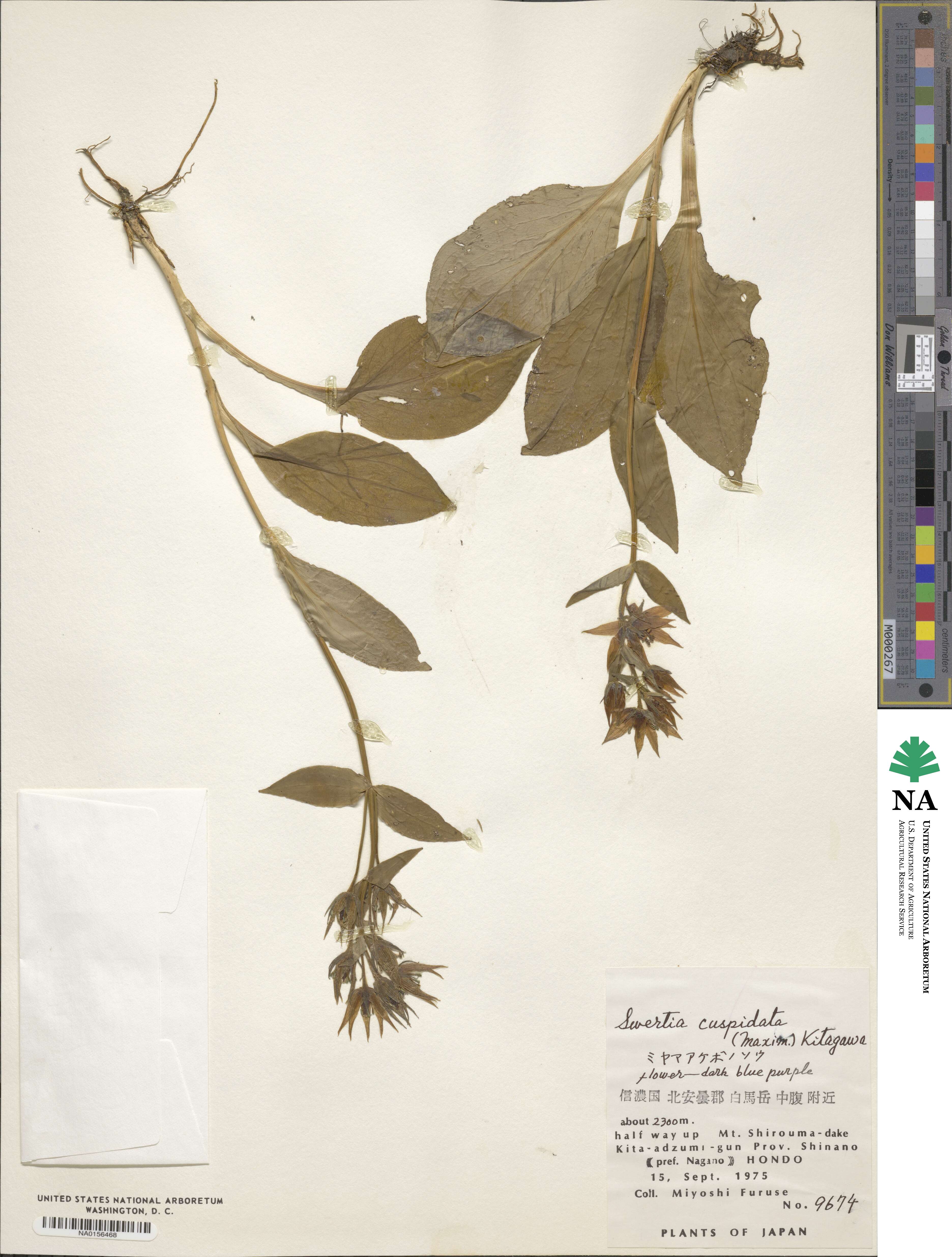 Swertia perennis subsp. cuspidata image