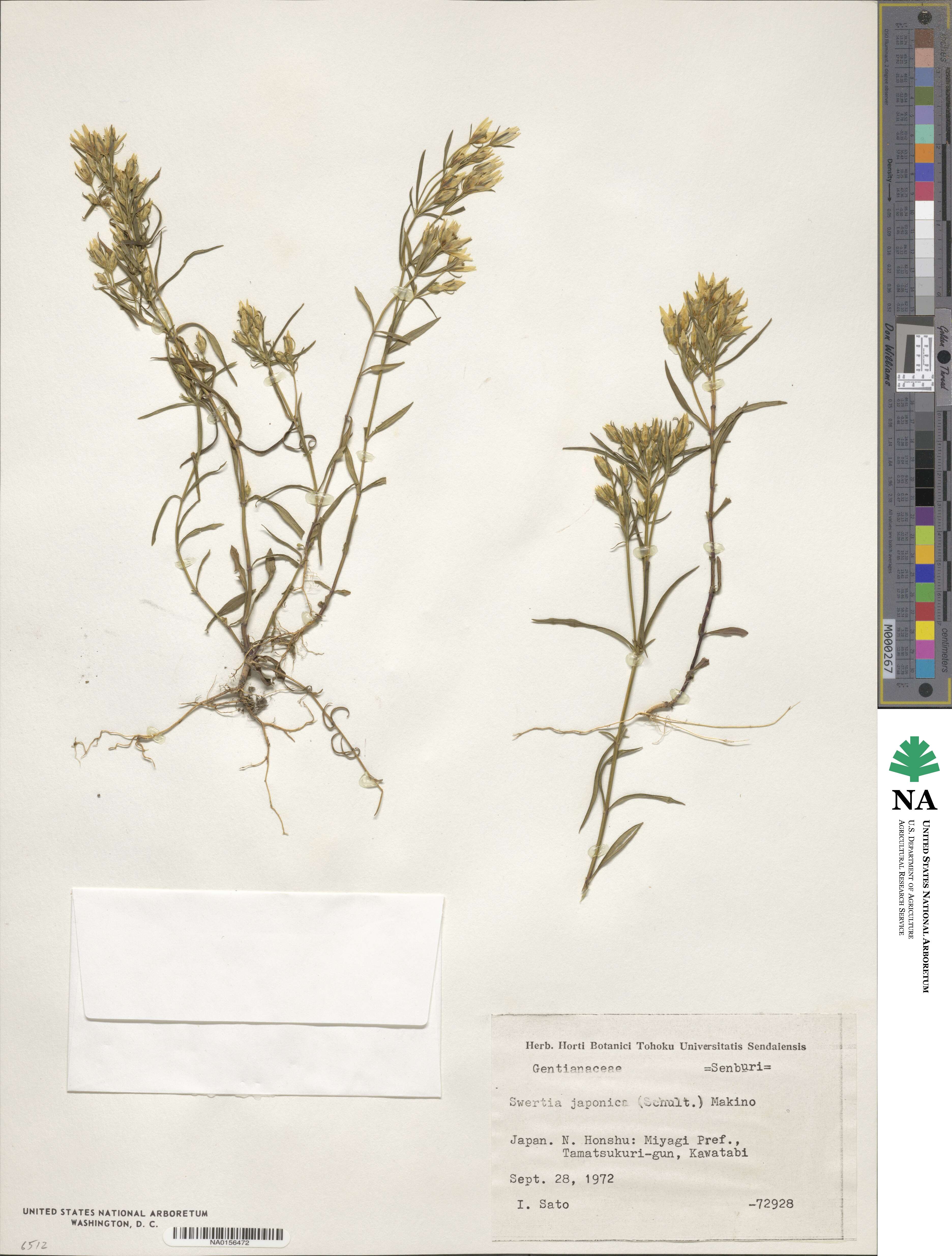 Swertia japonica image