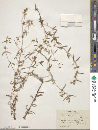 Swertia paniculata image