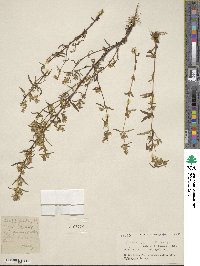 Swertia paniculata image