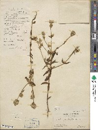 Swertia angustifolia var. pulchella image