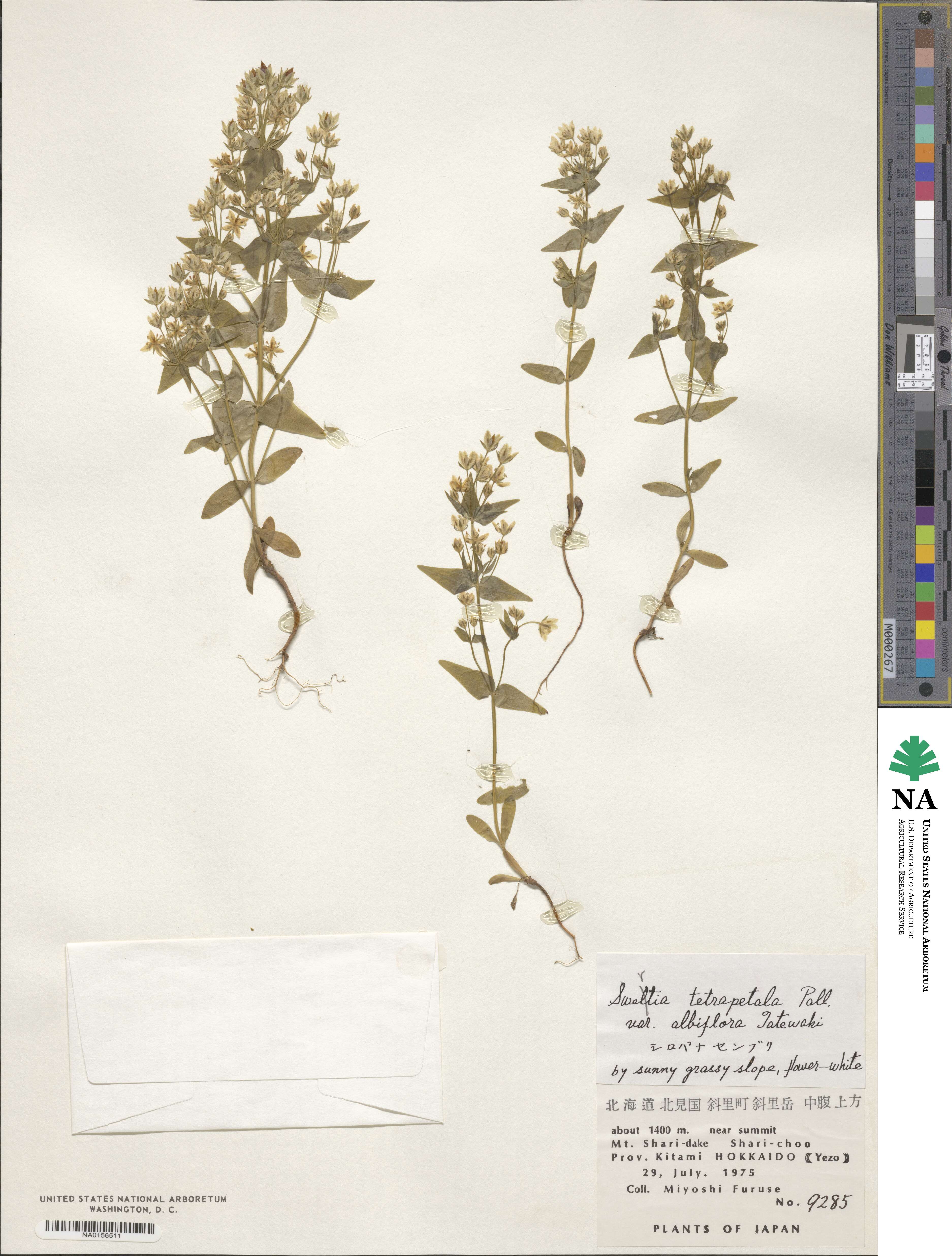 Swertia tetrapetala subsp. tetrapetala image