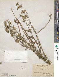 Swertia angustifolia var. pulchella image