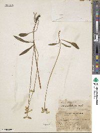 Image of Halenia plantaginea