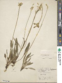 Halenia plantaginea image