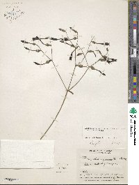 Image of Lisianthus nigrescens