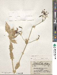 Lisianthus nigrescens image