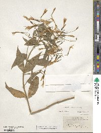 Image of Lisianthus laxiflorus