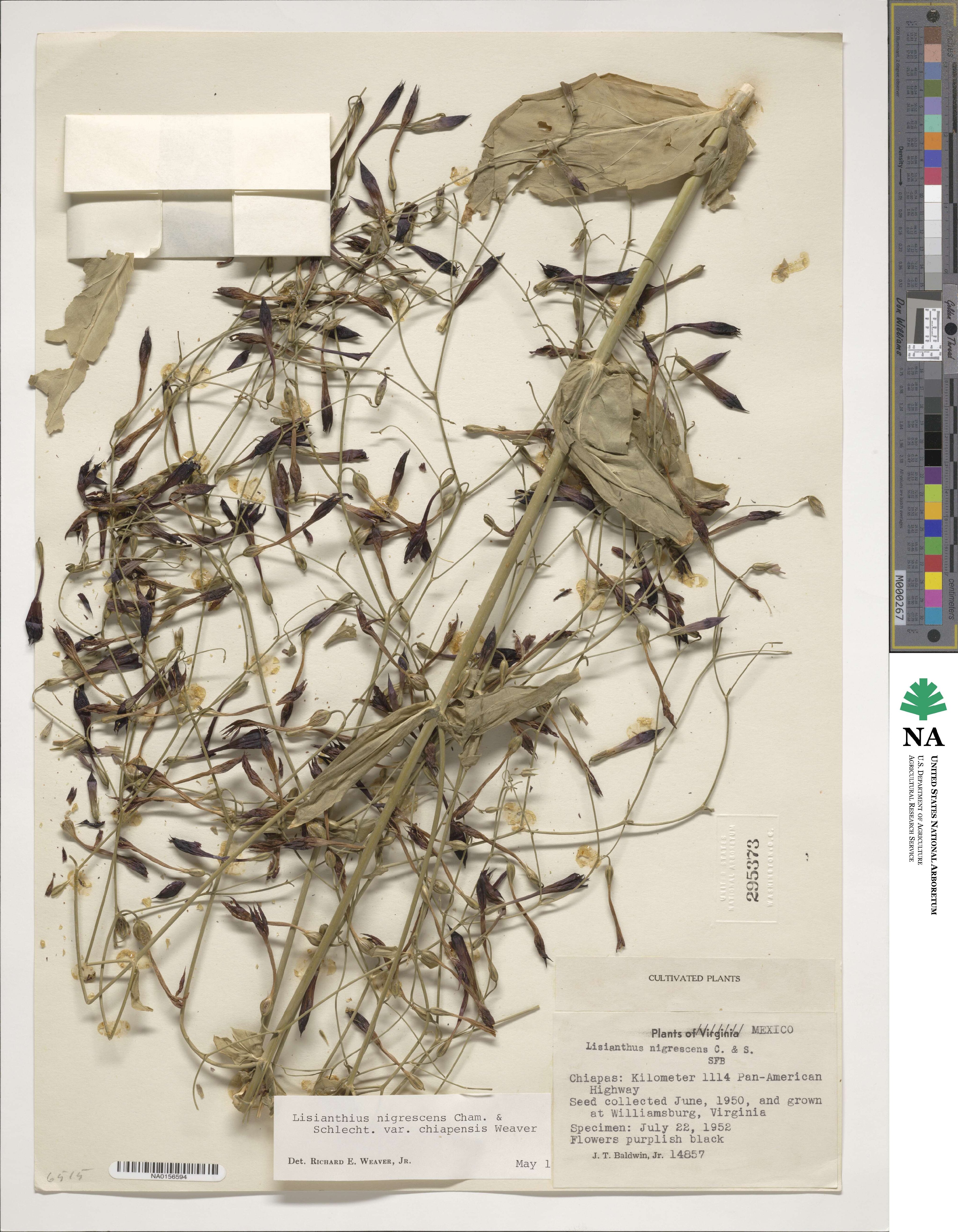 Lisianthus nigrescens var. chiapensis image