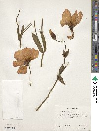 Eustoma exaltatum subsp. russellianum image