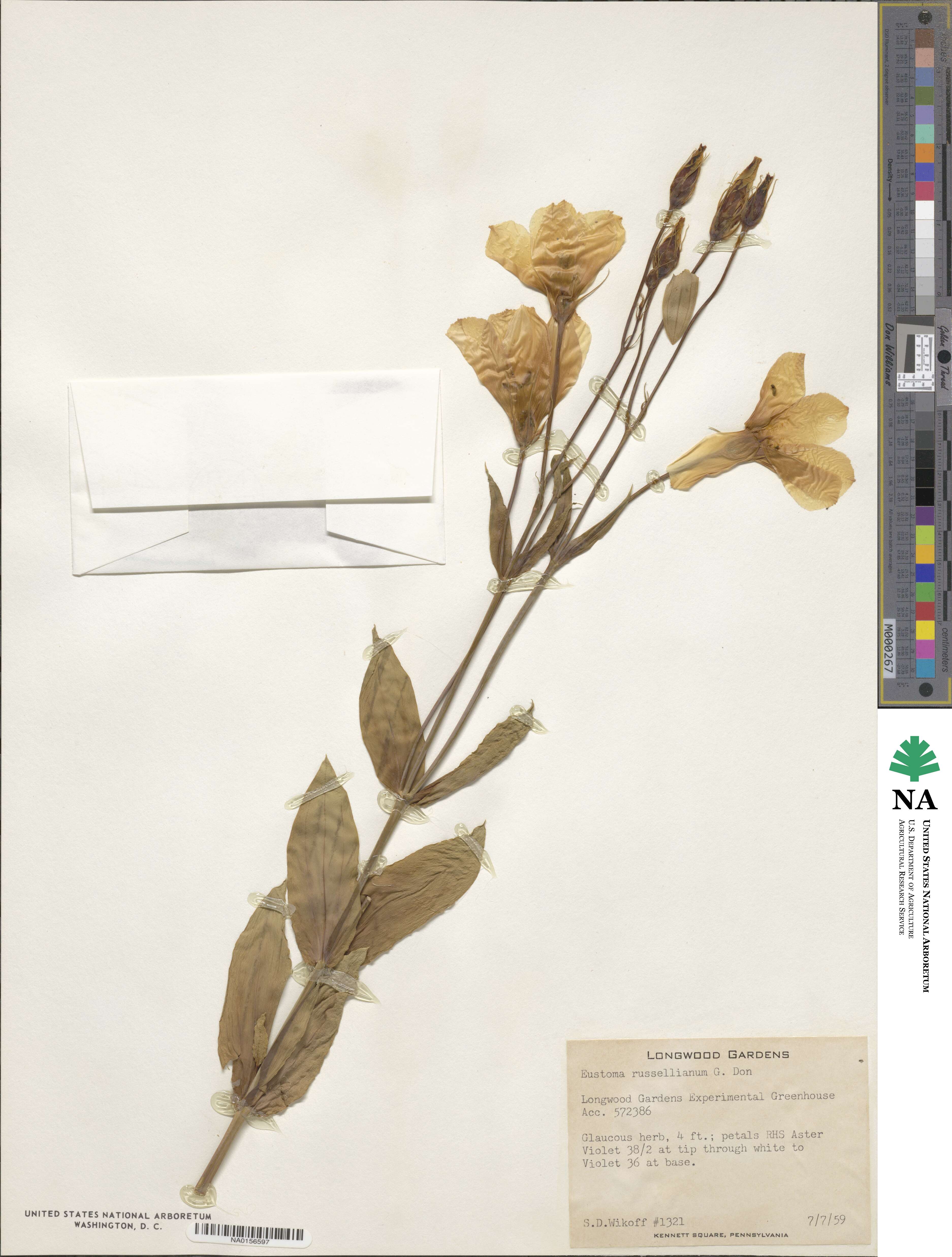 Eustoma exaltatum image