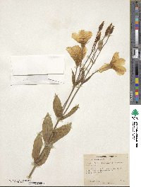 Eustoma exaltatum image