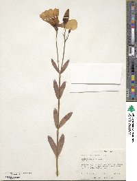 Eustoma exaltatum image