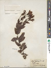 Eustoma exaltatum subsp. russellianum image