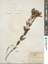 Eustoma exaltatum subsp. russellianum image