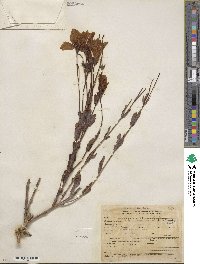 Eustoma exaltatum subsp. russellianum image