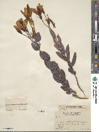 Eustoma exaltatum subsp. russellianum image