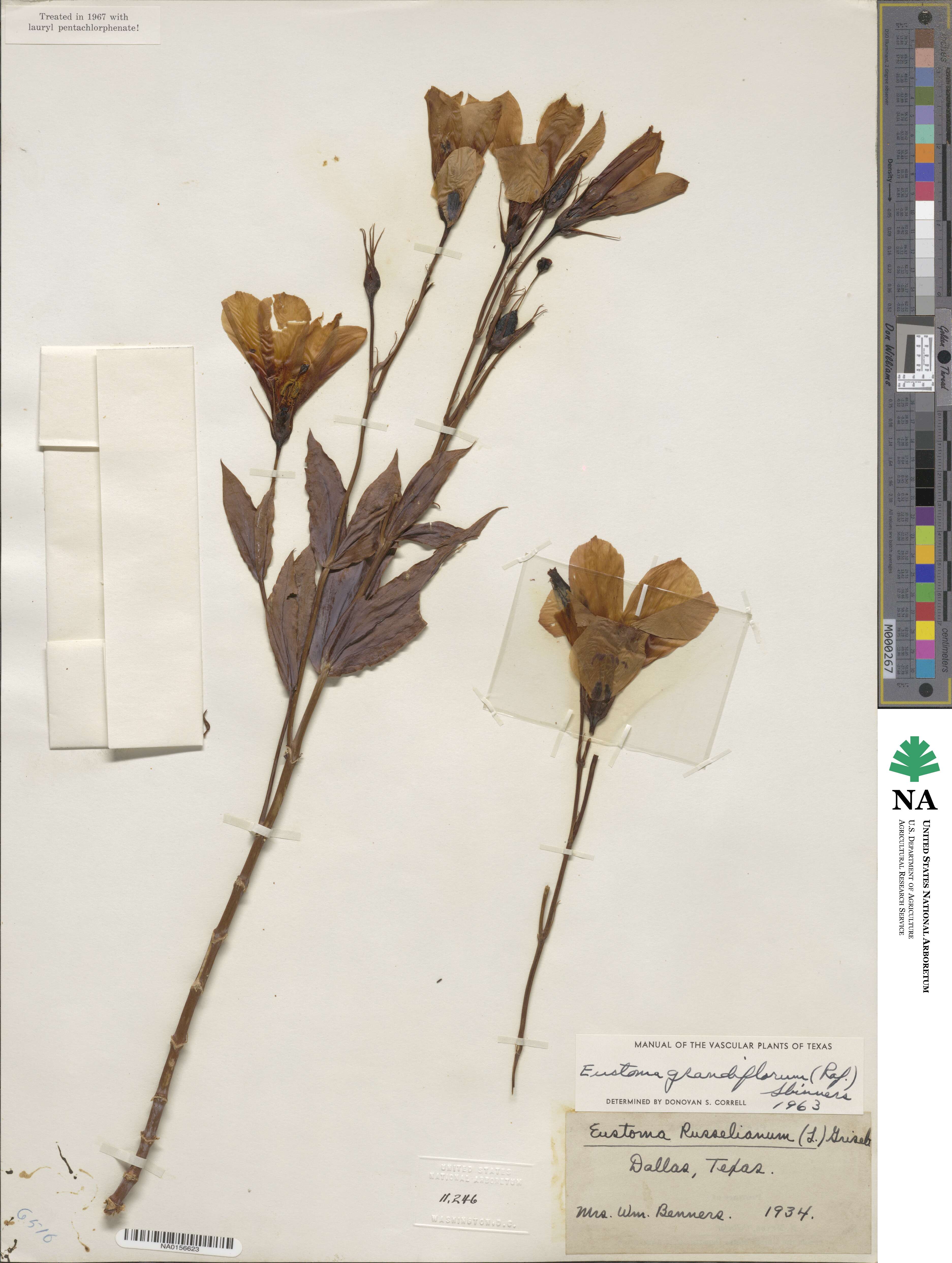 Eustoma exaltatum subsp. russellianum image