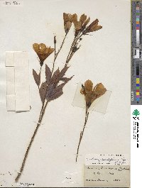 Eustoma exaltatum subsp. russellianum image