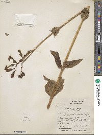 Chelonanthus alatus image