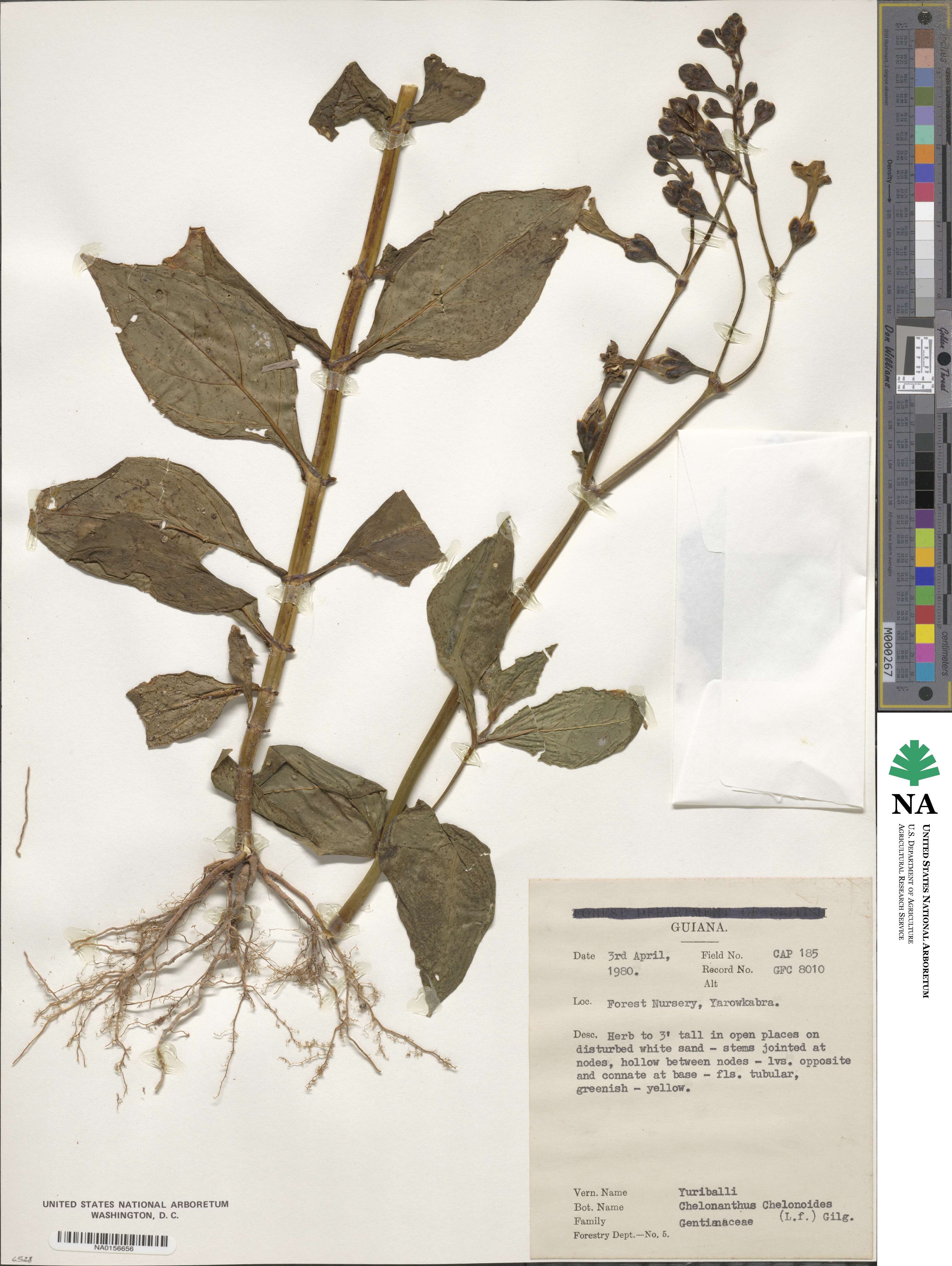 Gentianaceae image