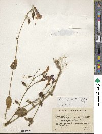 Chelonanthus purpurascens image