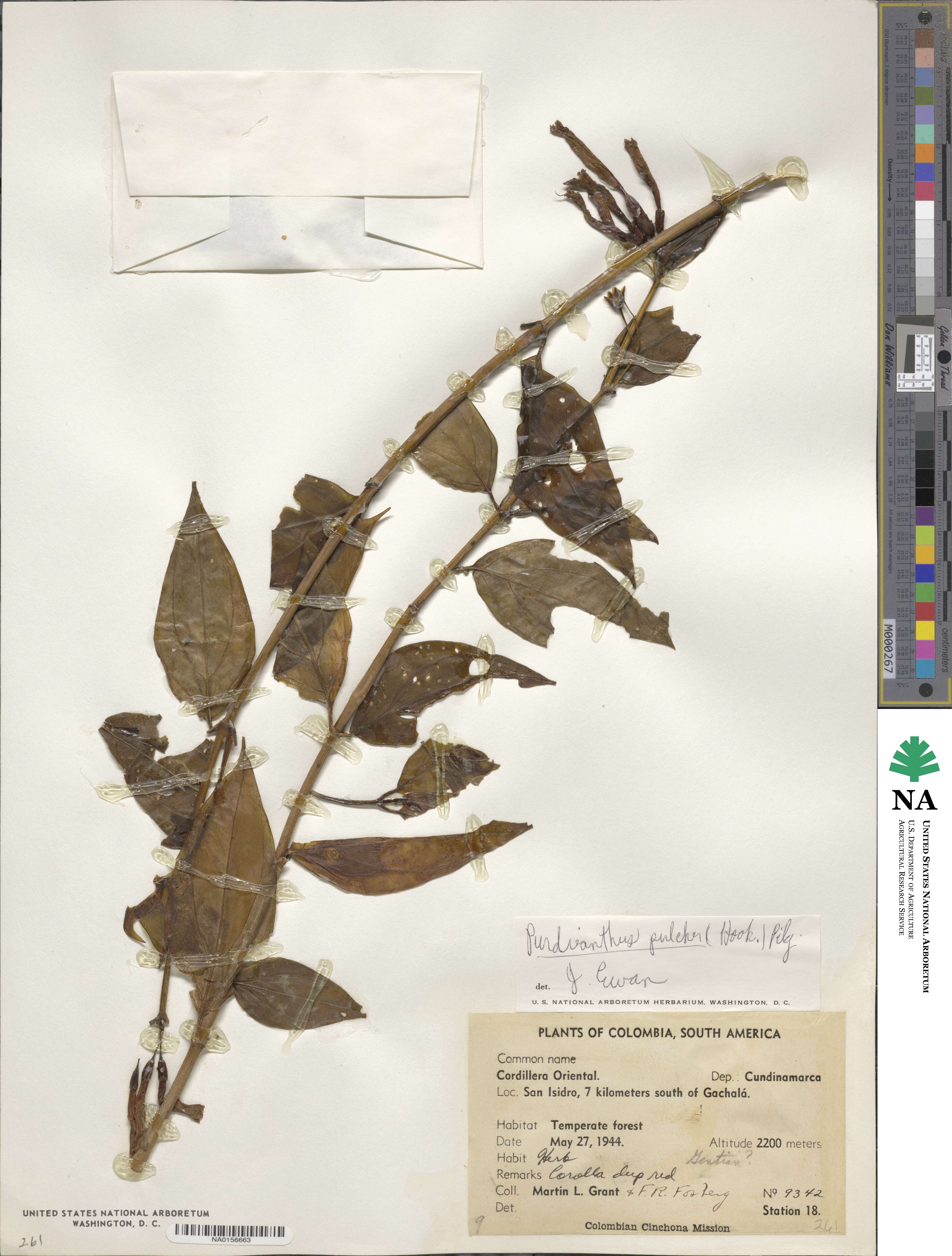 Lehmanniella image