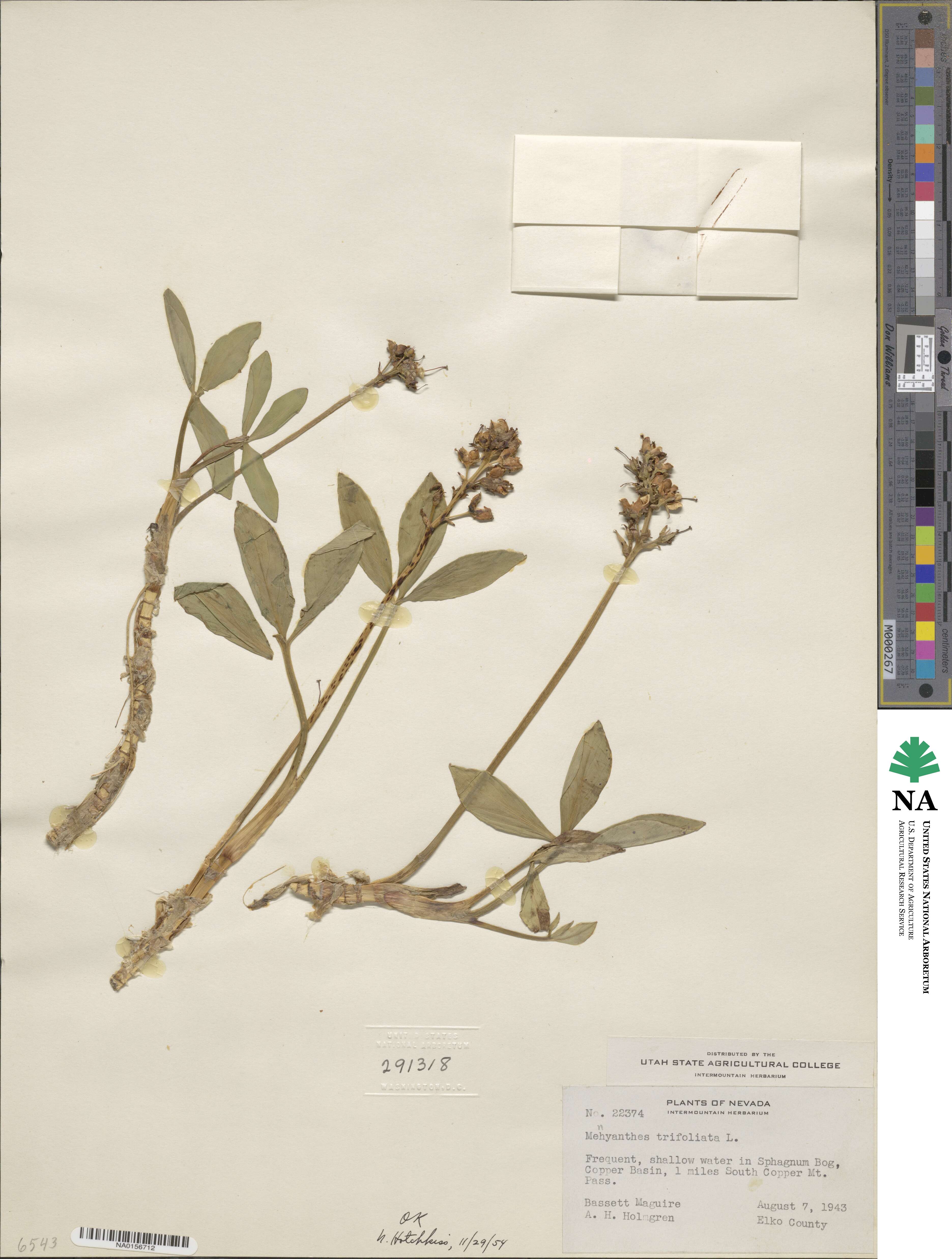 Menyanthes trifoliata image