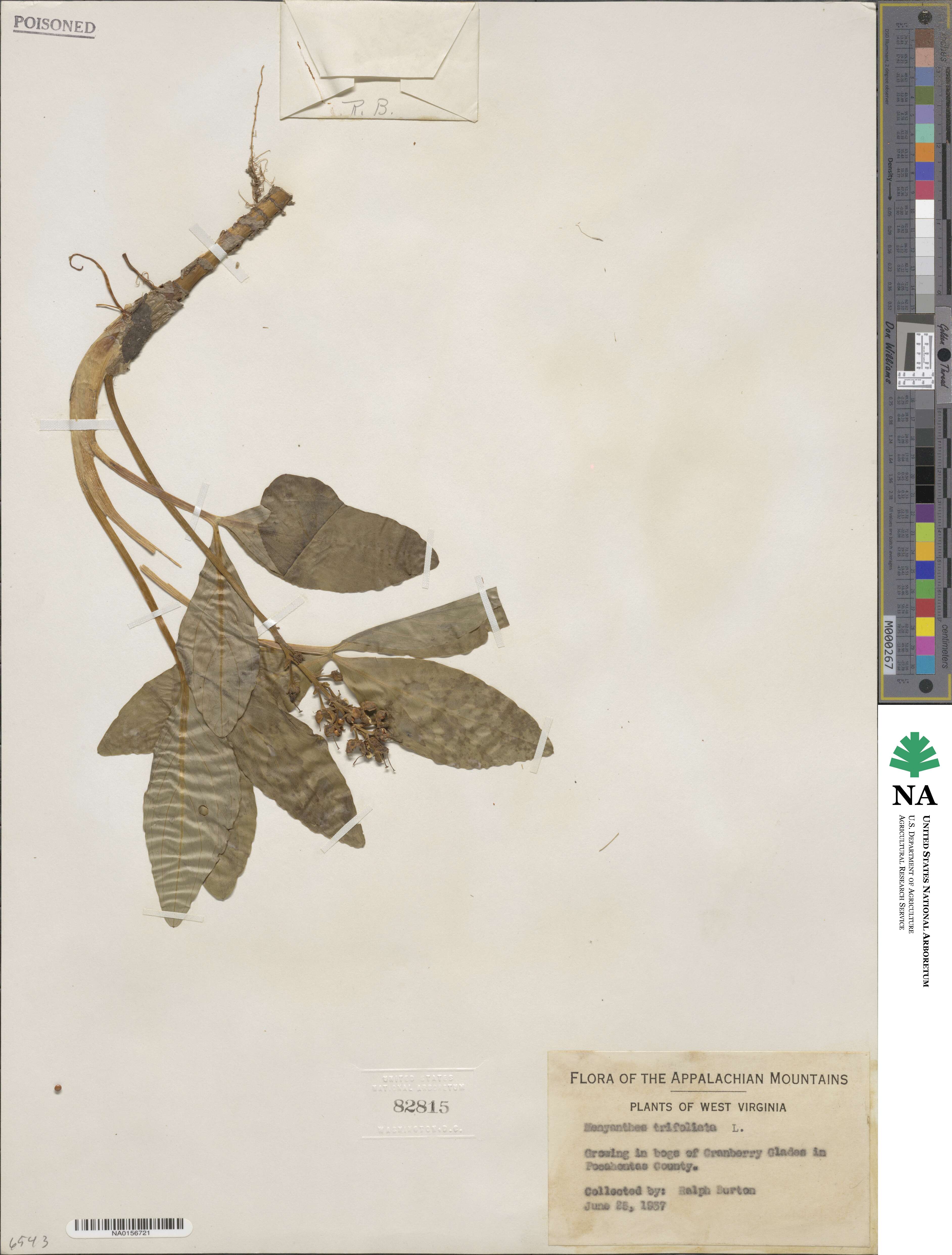 Menyanthes trifoliata image