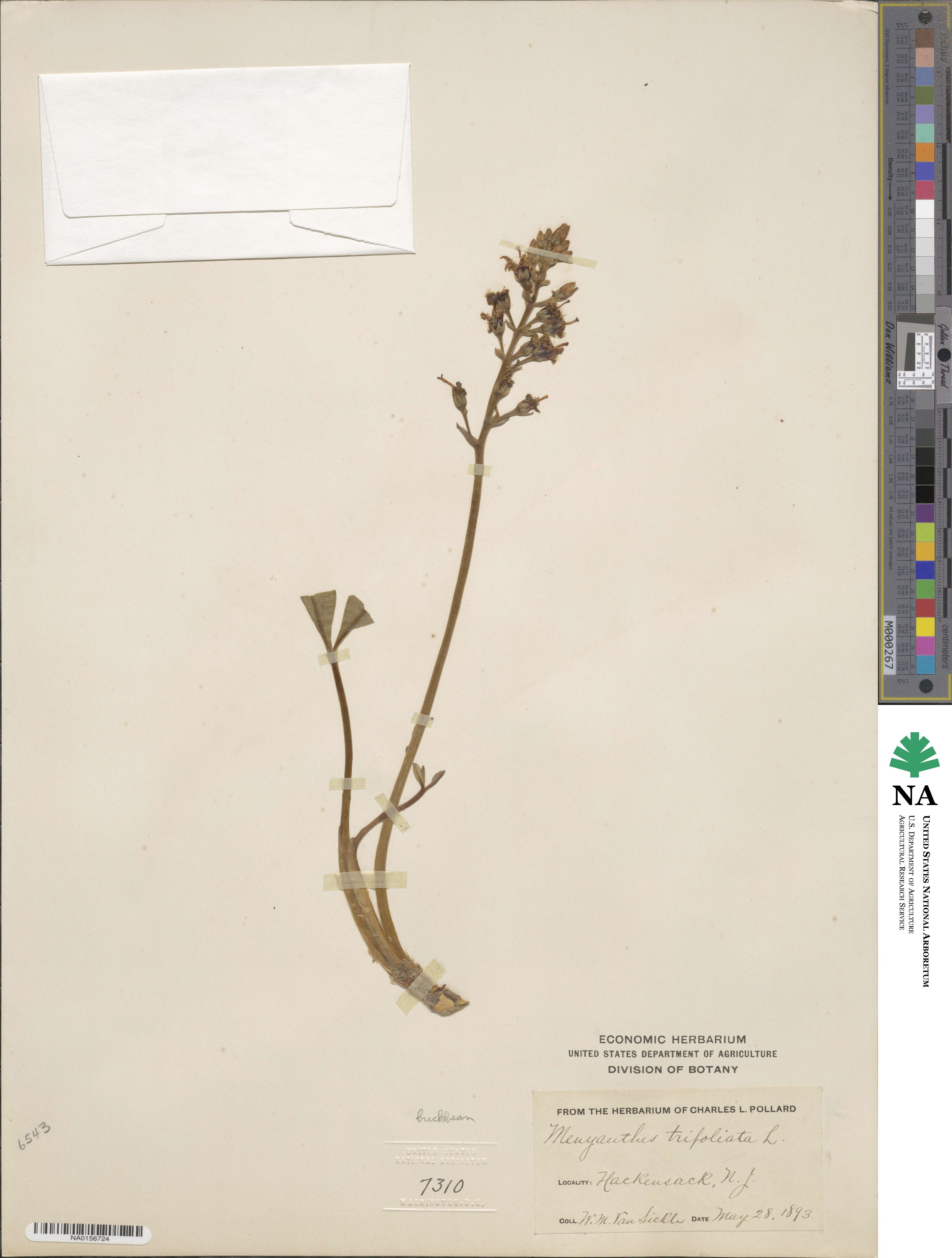 Menyanthes trifoliata image