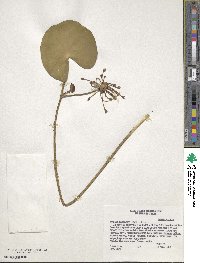 Nymphoides aquatica image