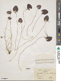 Nymphoides cordata image