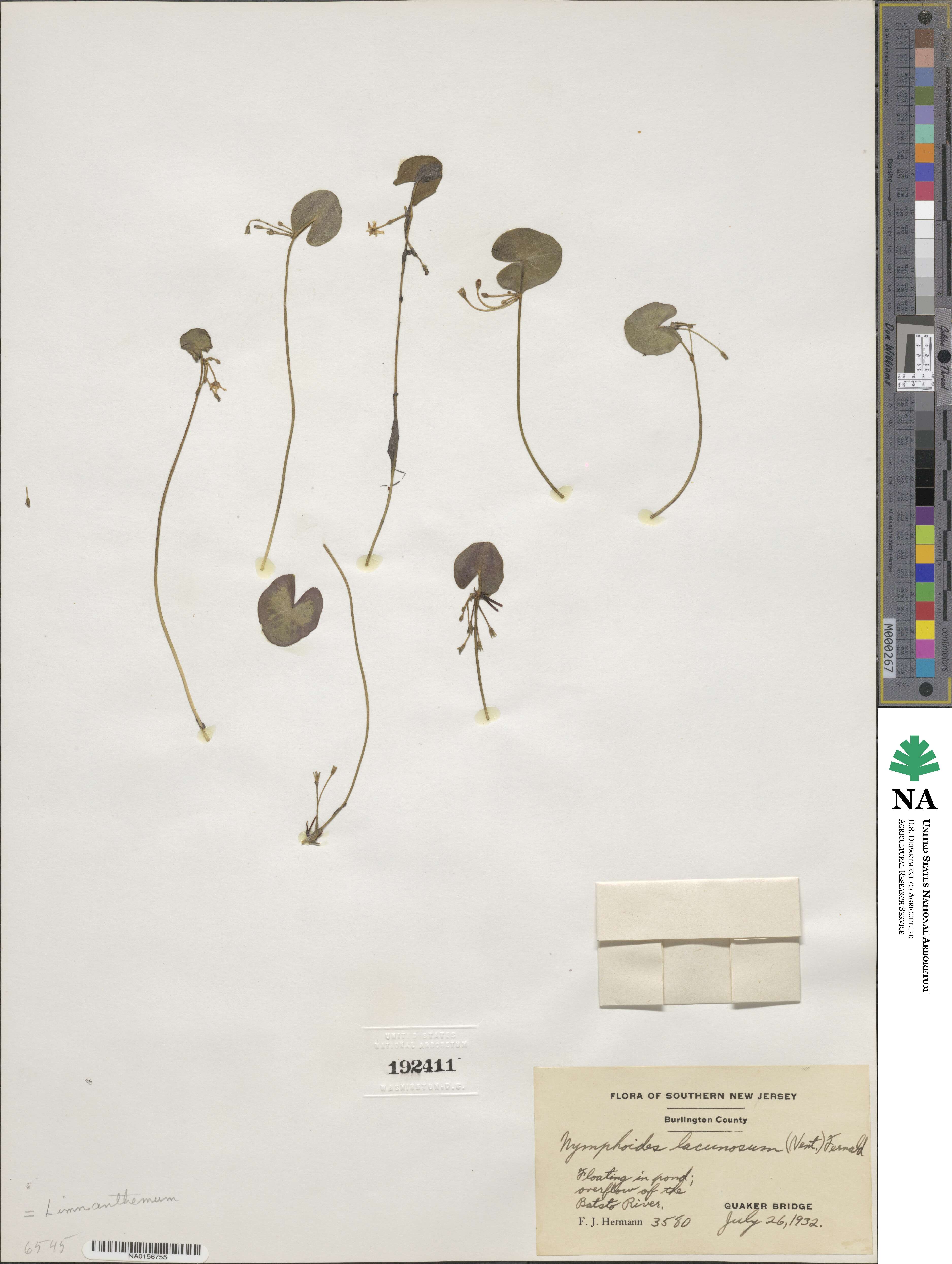 Nymphoides cordata image