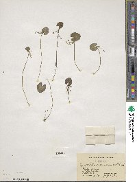 Nymphoides cordata image