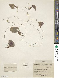 Nymphoides cordata image